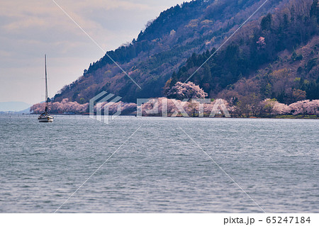 海津大崎の桜2020 65247184