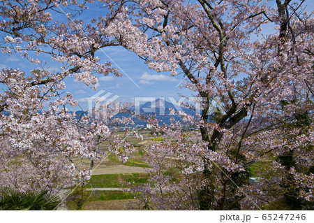 虎御前山の桜2020 65247246