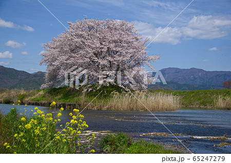 虎御前山の桜2020 虎御前山の桜2020 65247279
