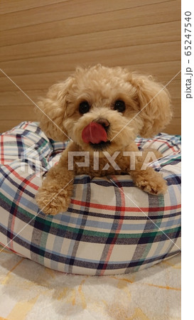 おやつを待ってる犬 おやつを待ってる犬 65247540