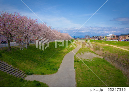 長浜新川の桜2020 65247556