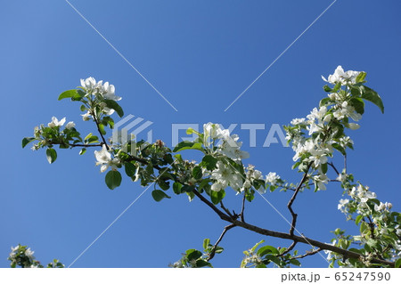 サクランボの花 65247590