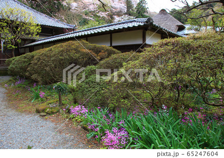 春の北鎌倉浄智寺 65247604