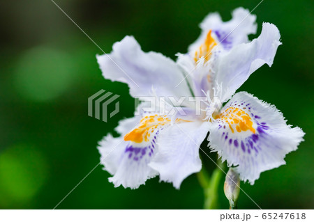 射干 射干 65247618