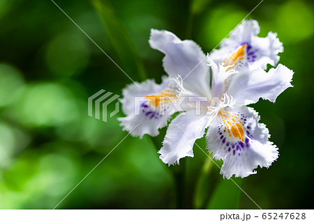 射干 射干 65247628