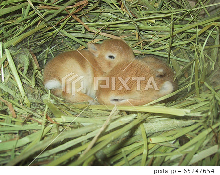 ネザーランドドワーフ生まれたての写真素材