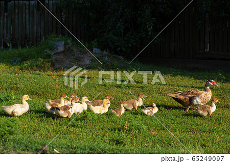 A duck leads its ducklings across the road. Mother A duck leads its ducklings across the road. Mother 65249097