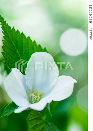 白山吹 白山吹 65249181