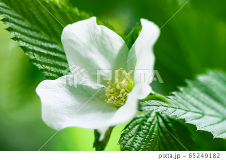 白山吹 白山吹 65249182