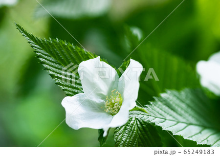 白山吹 白山吹 65249183