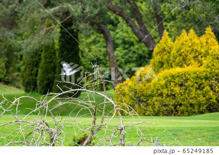 ヤマセミ枝から飛び立たところ　　ウエストバンク－バ－　ブリティッシュコロンビア　カナダ 65249185