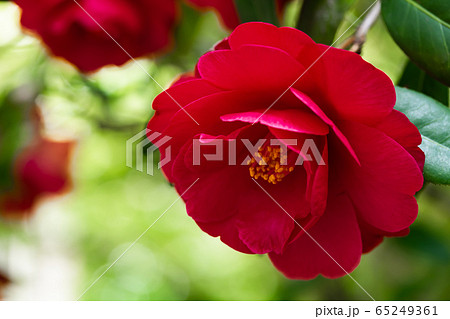 ツバキ・藻汐 65249361