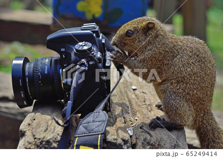 町田リス園のタイワンリス 65249414