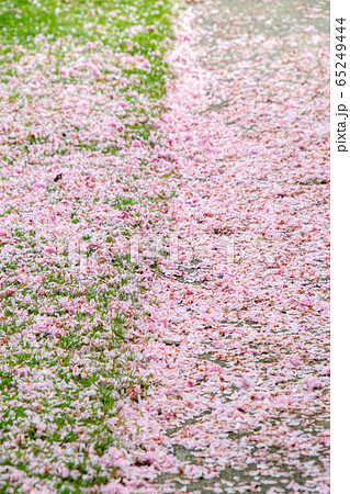落ちた桜の花びらで出来たピンクのじゅうたん　　バンク－バ－　ブリティッシュコロンビア　カナダ　　 65249444