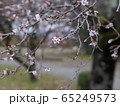 さくら 65249573