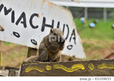 町田リス園のタイワンリス 65249655