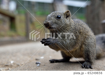 町田リス園のタイワンリス 65249656