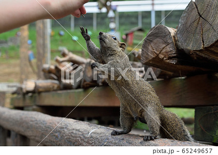 町田リス園のタイワンリス 65249657