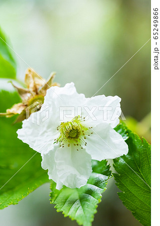 梶苺の花 梶苺の花 65249866