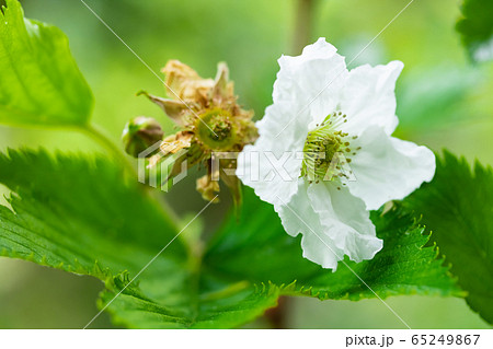 梶苺の花 梶苺の花 65249867