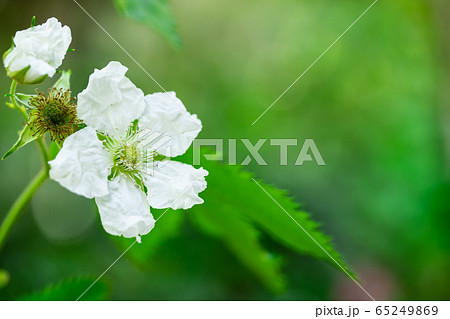 梶苺の花 梶苺の花 65249869