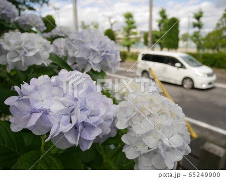車道に咲く紫陽花 車道に咲く紫陽花 65249900