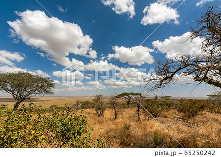 タンザニア・セレンゲティの公園ゲートの丘の上から、ンゴロンゴロ方面を望む 65250242