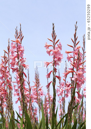 イキシア 65250299