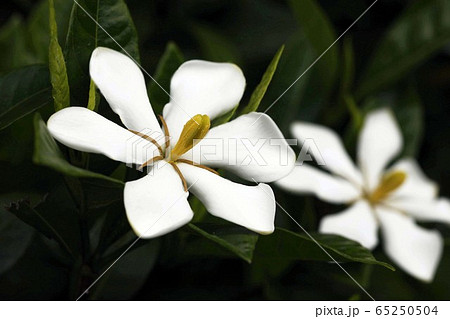 クチナシ 一重咲きの花 クチナシ 一重咲きの花 65250504