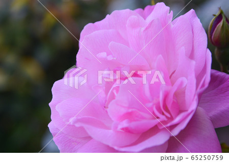 バラの花 バラの花 65250759