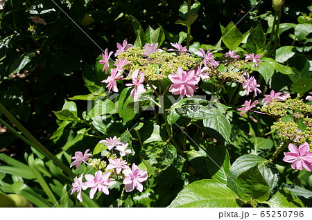 紫陽花 紫陽花 65250796