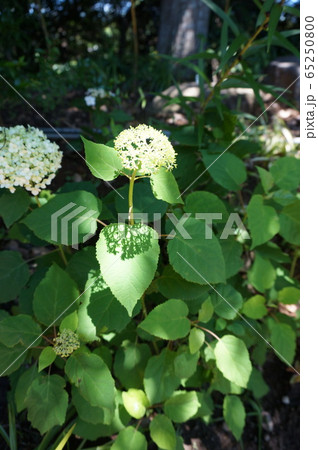 紫陽花 紫陽花 65250800