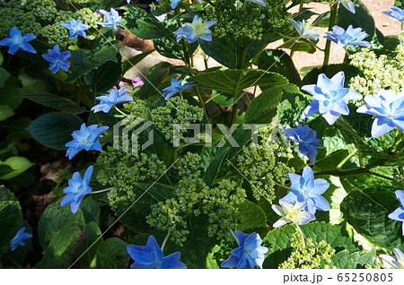 紫陽花と雨蛙 紫陽花と雨蛙 65250805