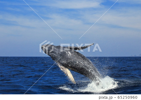 クジラ 65250960