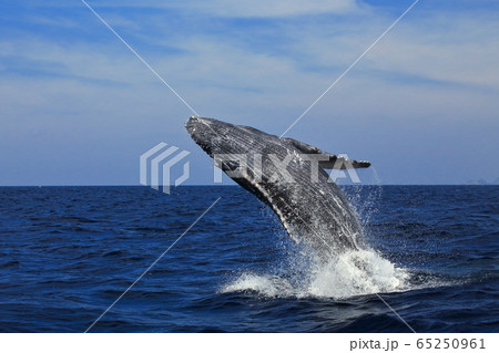 クジラ クジラ 65250961