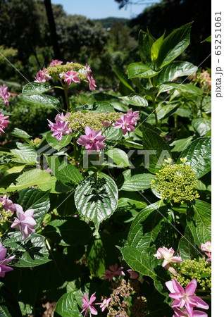 紫陽花 紫陽花 65251061