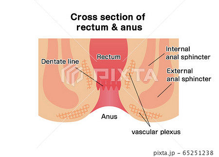 肛門 直腸の構造断面図イラスト 人体 医療 英語のイラスト素材