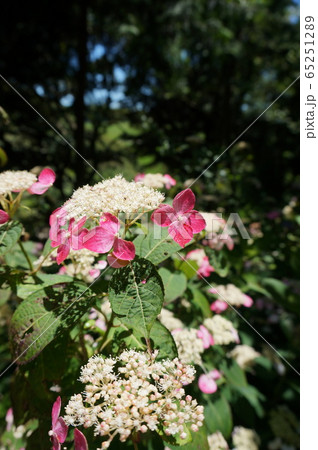 紫陽花 紫陽花 65251289