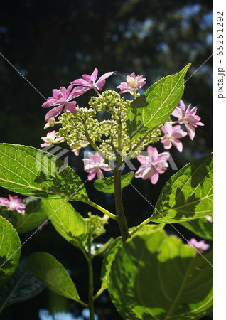 紫陽花 紫陽花 65251292