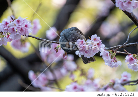 ヒヨドリと満開の桜 ヒヨドリと満開の桜 65251523