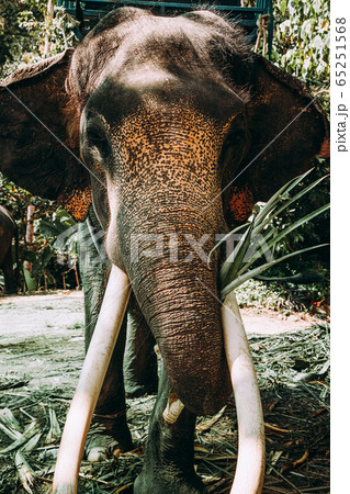 Closeup elephant in Asian jungle. Closeup elephant in Asian jungle. 65251568