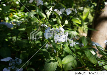 紫陽花 紫陽花 65251623
