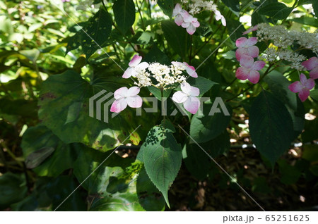 紫陽花 紫陽花 65251625