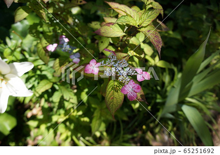 紫陽花 紫陽花 65251692
