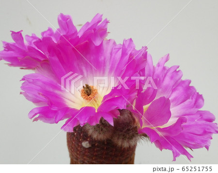 紫太陽/エキノケレウスの花 横から 紫太陽/エキノケレウスの花 横から 65251755