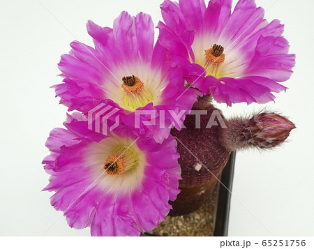 紫太陽 エキノケレウスの花 上からの写真素材