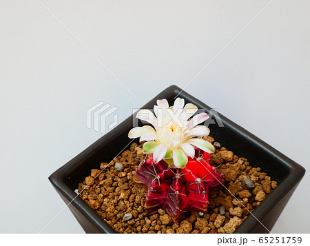 緋牡丹錦/ギムノカリキウムの花 緋牡丹錦/ギムノカリキウムの花 65251759