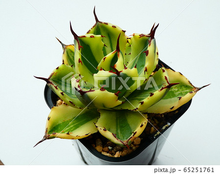 デザートダイヤモンド/アガベの写真素材 [65251761] - PIXTA