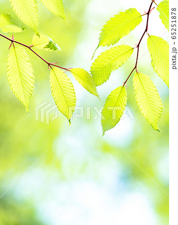 新緑のケヤキの葉 65251878