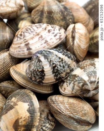 生のアサリ 65252096